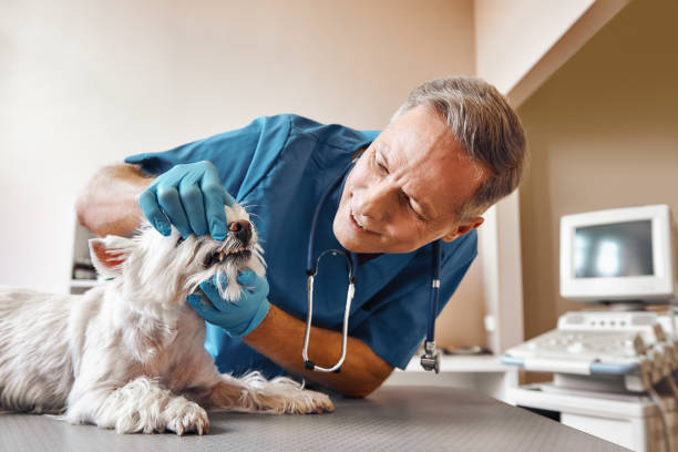 Best Walk-In Emergency Dental Services in Helper, UT